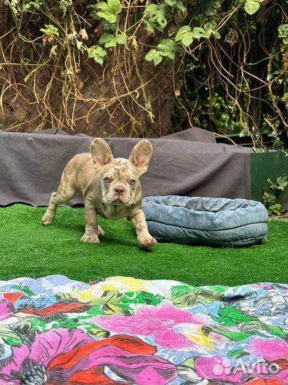 Элитный мальчик