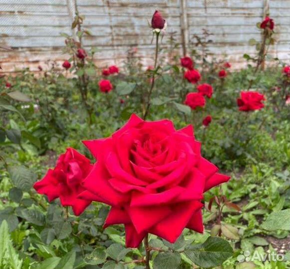 Роза