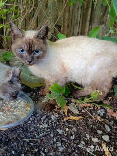 Кот красавчик