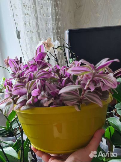 Нанук традесканция