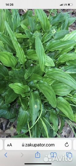 Дримиопсис Декабрист