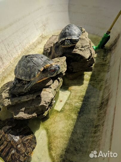 Красноухая черепаха