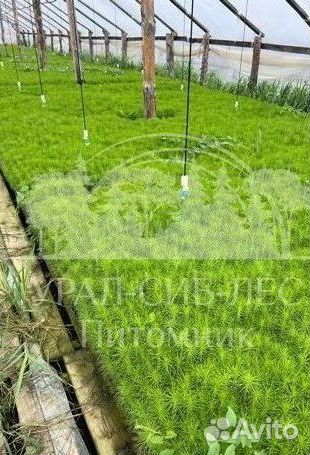 Голубая ель зкс сеянцы