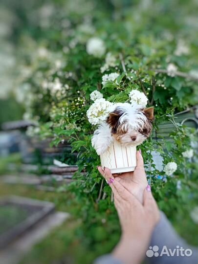 Щенки бивер йорка