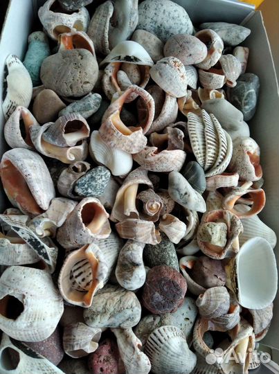 Ракушка и камень для аквариума