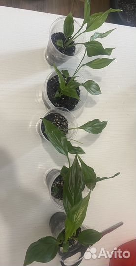 Спатифиллум беллини пинк - женское счастье