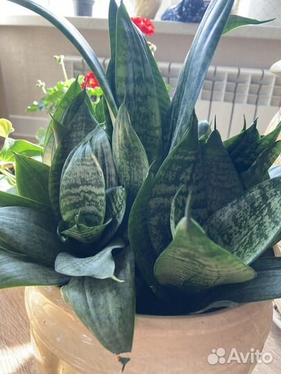 Сансевиерия