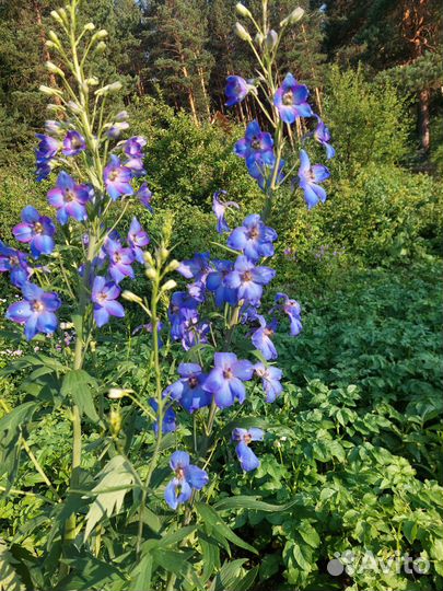 Растения для сада