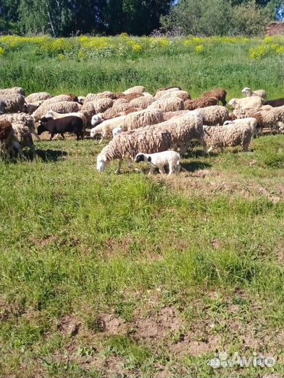 Баран на племя