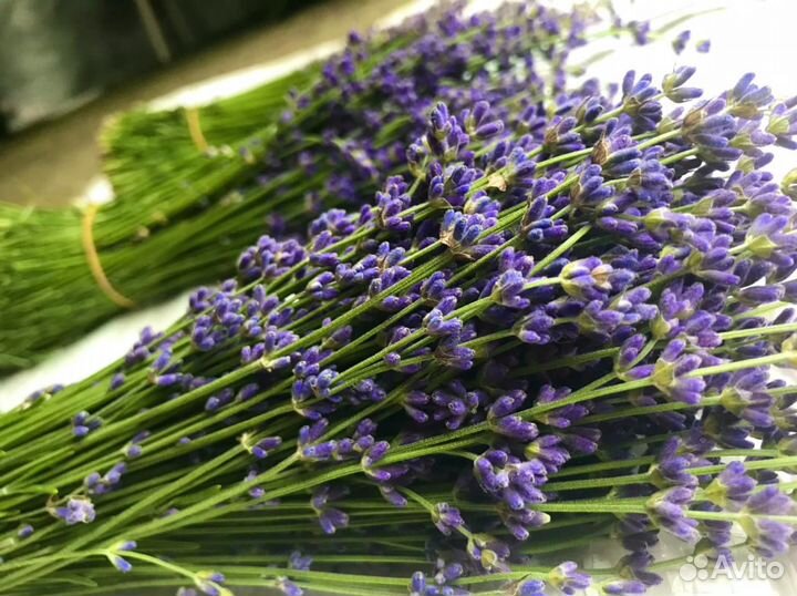Продам ароматную крымскую лаванду