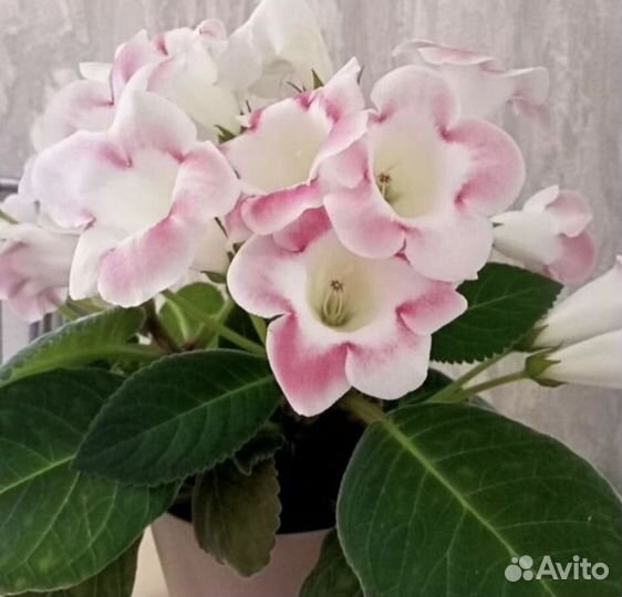 Цветы комнатные в горшках