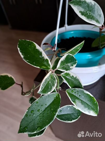 Хойя Альбомаргината Карноза