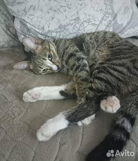 Котик в добрые руки