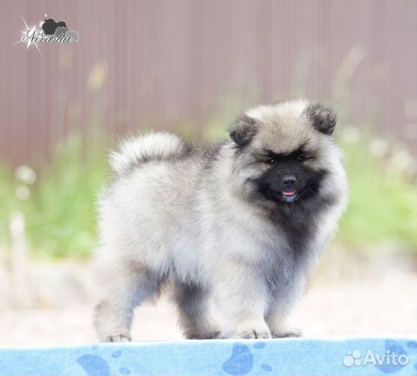 Щенки кобели вольфшпица