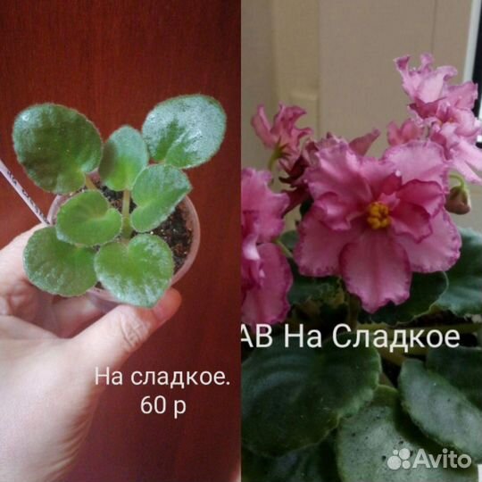 Детки фиалки