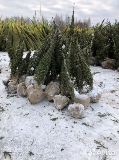 Ель копанная