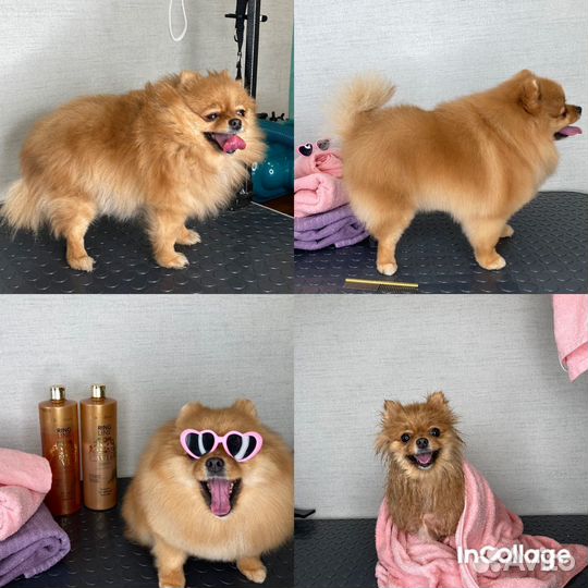 Грумер. Стрижка собак, тримминг, экспресс-линька