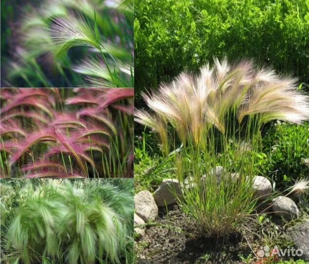 Ячмень гривастый семена