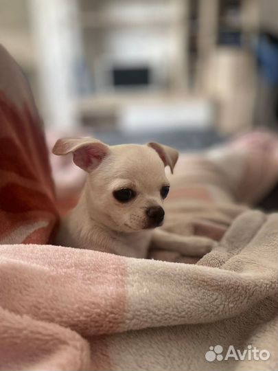 Вязка чихуахуа мальчик