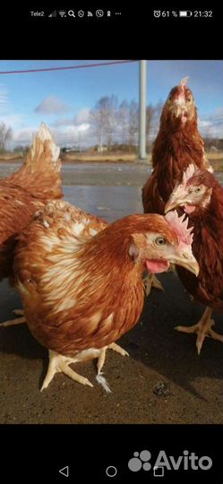 Куры несушки