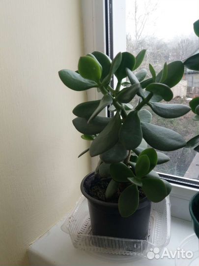 Цветок толстянка