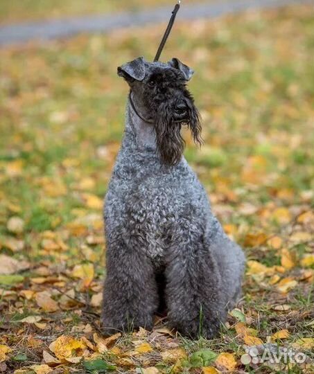 Щенок керри блю терьера сука