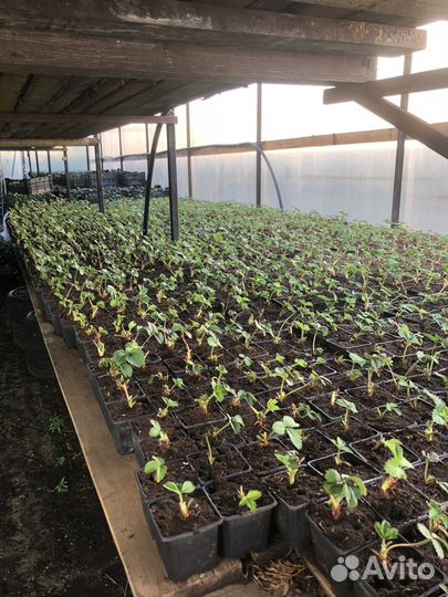 Саженцы Клубники розница/опт