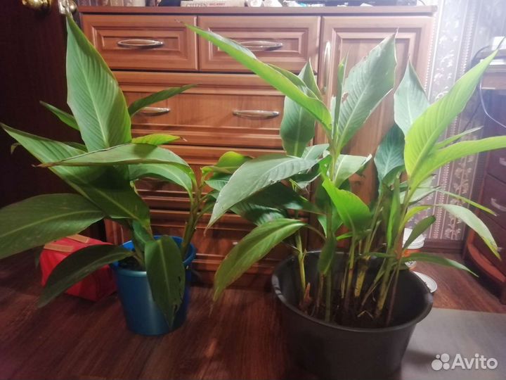 Цветы канны