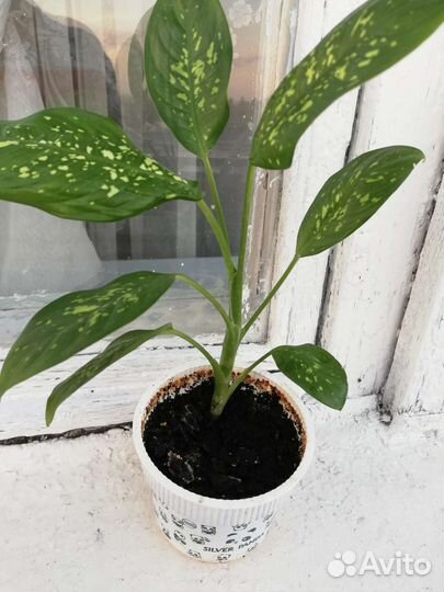 Диффенбахия