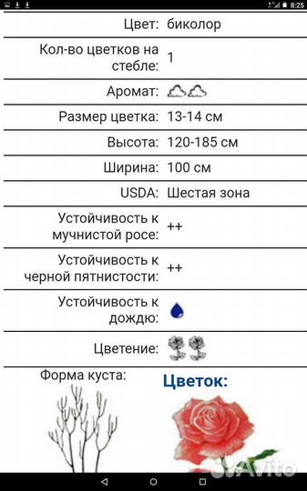 Роза Восточный Экспресс чайногибридная