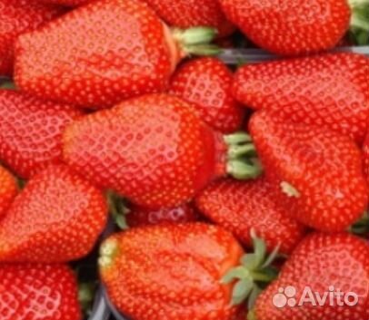 Рассада клубники Азия