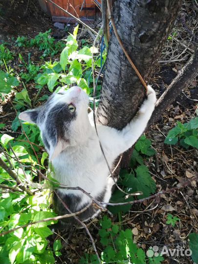 Кот только в самые заботливые руки