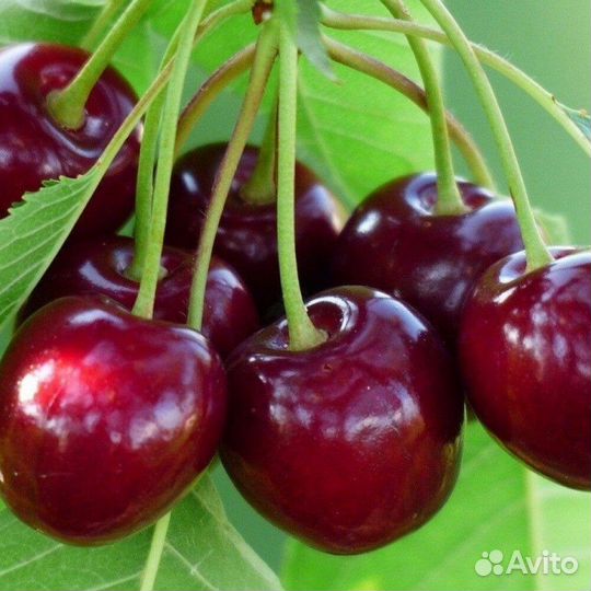 Саженцы черешни Кордия позднего срока созревания