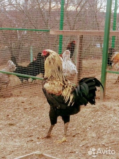 Инкубационное яйцо породистых кур