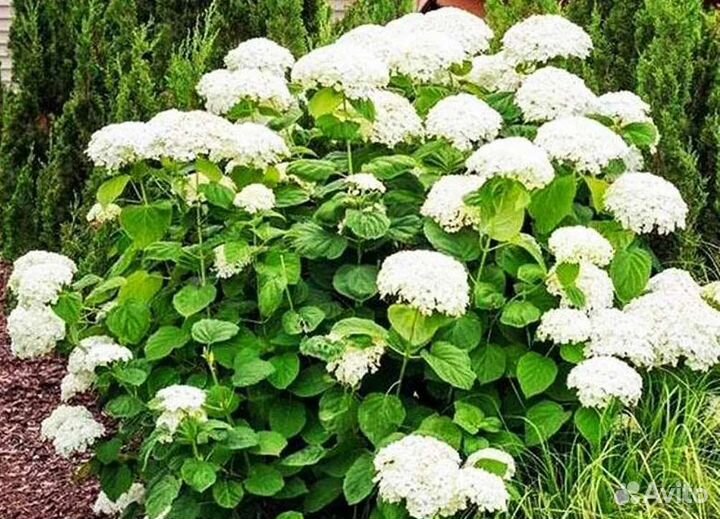 Гортензия Анабель