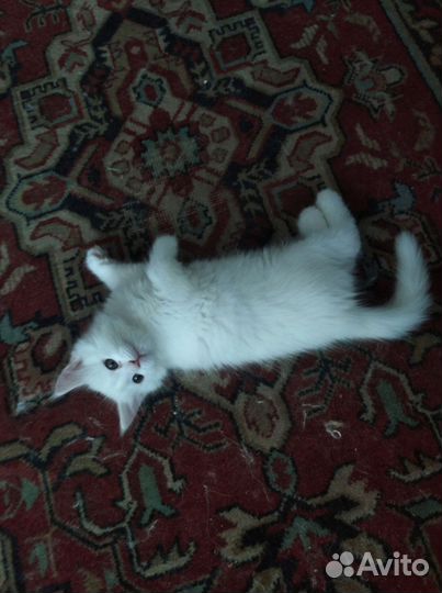 Котята мейн-кун