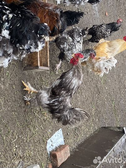 Петухи брама