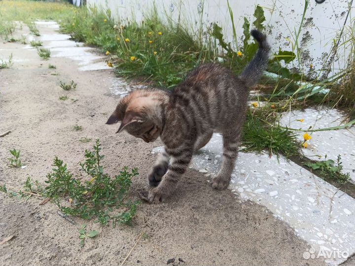 Британская кошка в дар