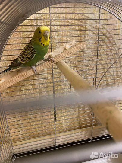 Волнистый попугай