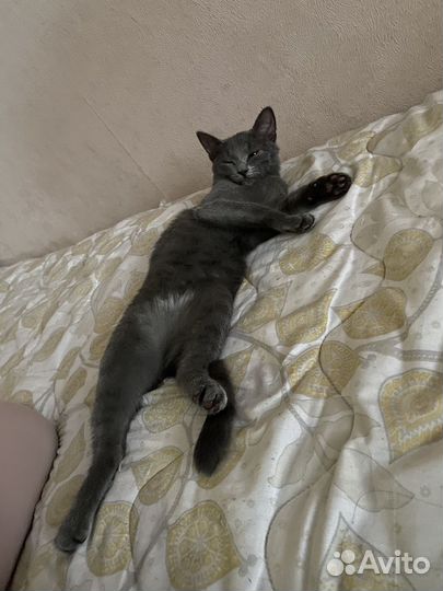 Отдам кошечку в добрые руки