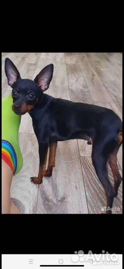 Мини той-терьер