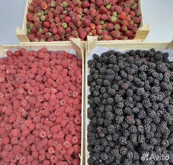 Свежая ягода Клубника Малина Ежевика Смородина