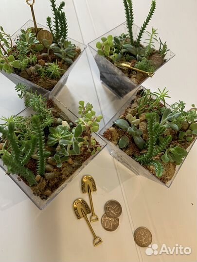 Суккуленты композиции