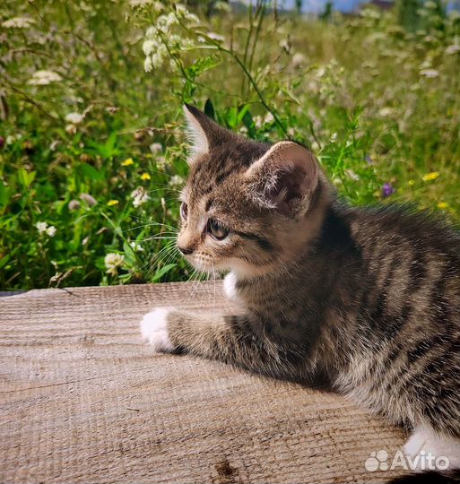Котята 11.06.24 Др, в добрые руки