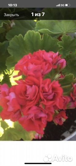 Пеларгония герань