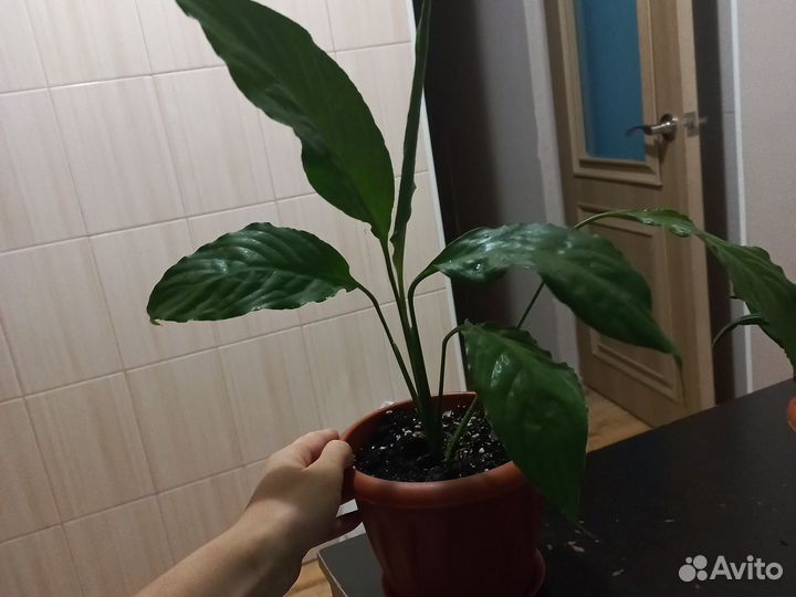 Спатифиллум