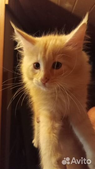 Котята мейн-кун