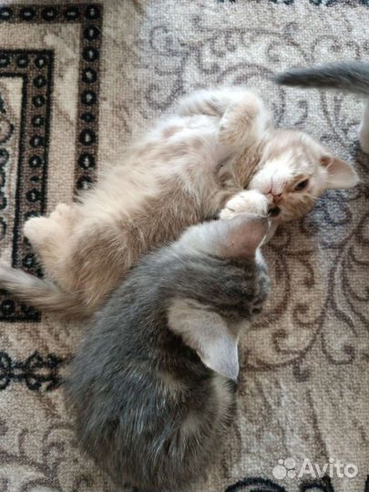 Шотландские прямоухие котята