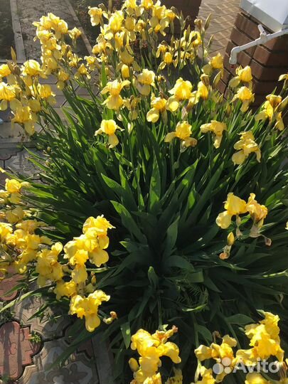 Ирисы сортовые