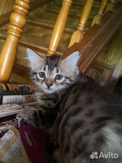 Котята в добрые руки даром